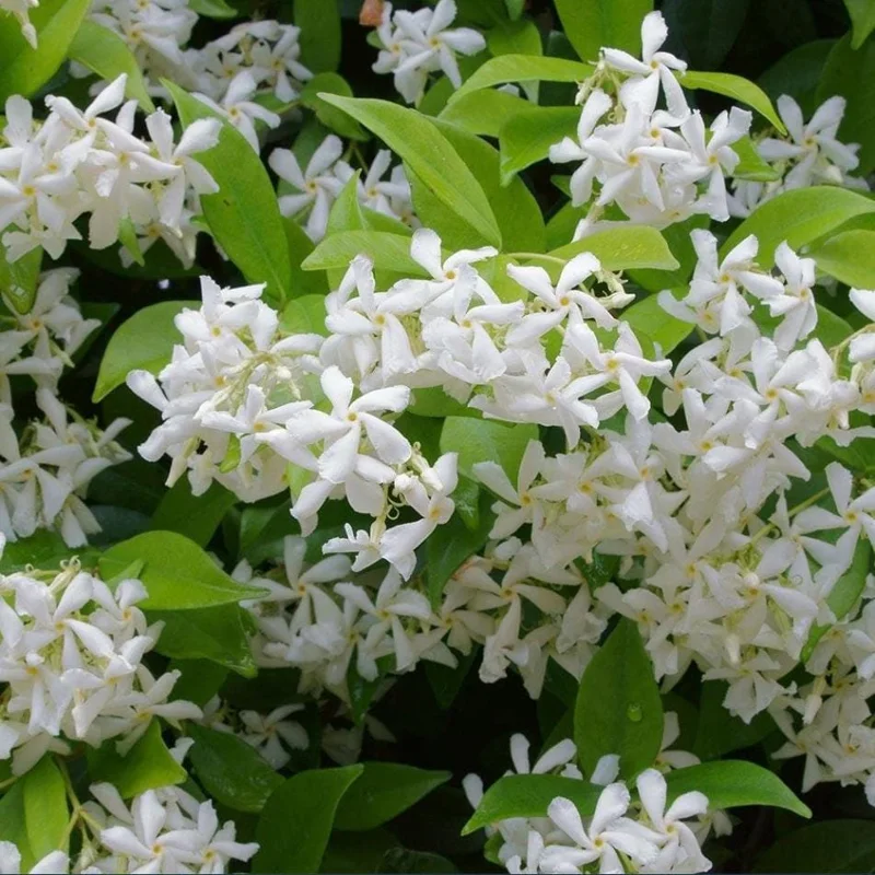 Set of 2 Confederate Star Jasmine Plants - 4-6 Inch Live Fragrant Flowering Vine for Indoor/Outdoor Set of 2 Confederate Star Jasmine Plants - 4-6 Inch Live Fragrant Flowering Vine for Indoor/Outdoor - Image 3