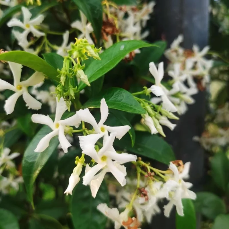 Set of 2 Confederate Star Jasmine Plants - 4-6 Inch Live Fragrant Flowering Vine for Indoor/Outdoor Set of 2 Confederate Star Jasmine Plants - 4-6 Inch Live Fragrant Flowering Vine for Indoor/Outdoor - Image 4