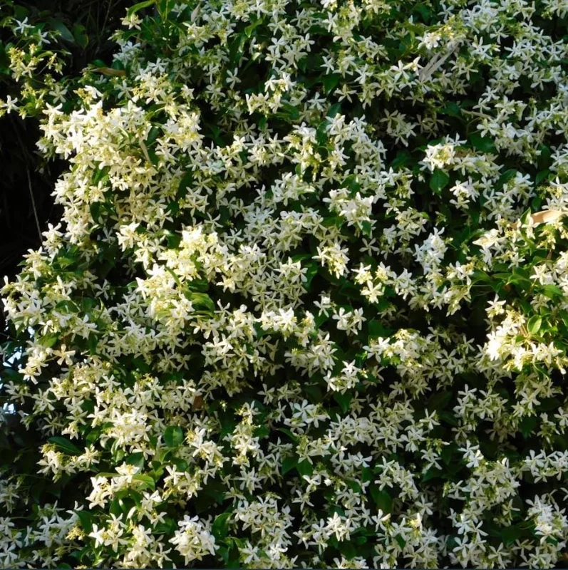 Set of 2 Confederate Star Jasmine Plants - 4-6 Inch Live Fragrant Flowering Vine for Indoor/Outdoor Set of 2 Confederate Star Jasmine Plants - 4-6 Inch Live Fragrant Flowering Vine for Indoor/Outdoor - Image 5