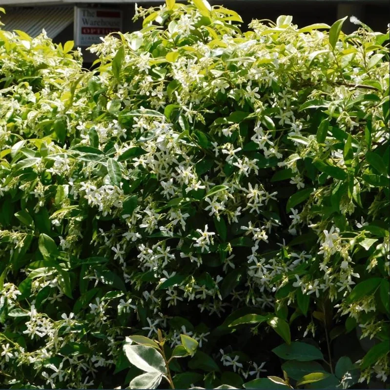 Set of 2 Confederate Star Jasmine Plants - 4-6 Inch Live Fragrant Flowering Vine for Indoor/Outdoor Set of 2 Confederate Star Jasmine Plants - 4-6 Inch Live Fragrant Flowering Vine for Indoor/Outdoor - Image 6