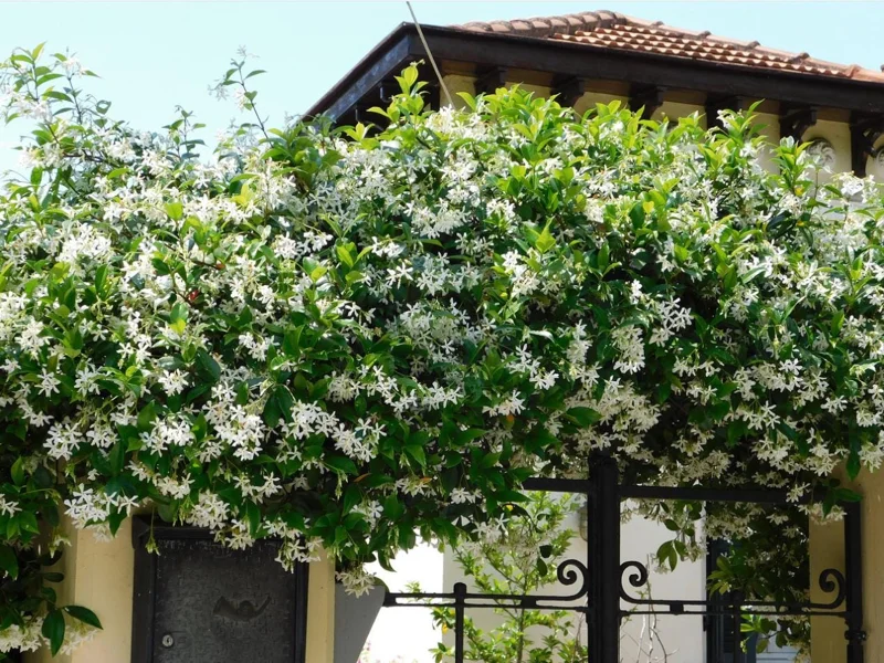 Set of 2 Confederate Star Jasmine Plants - 4-6 Inch Live Fragrant Flowering Vine for Indoor/Outdoor Set of 2 Confederate Star Jasmine Plants - 4-6 Inch Live Fragrant Flowering Vine for Indoor/Outdoor - Image 7