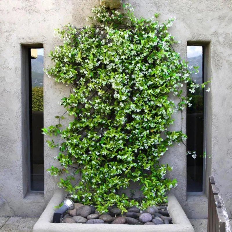 Set of 2 Confederate Star Jasmine Plants - 4-6 Inch Live Fragrant Flowering Vine for Indoor/Outdoor Set of 2 Confederate Star Jasmine Plants - 4-6 Inch Live Fragrant Flowering Vine for Indoor/Outdoor - Image 8