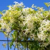 Set of 2 Confederate Star Jasmine Plants - 4-6 Inch Live Fragrant Flowering Vine for Indoor/Outdoor - Image 1