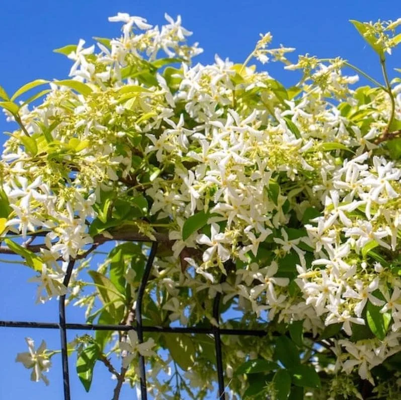 Set of 2 Confederate Star Jasmine Plants - 4-6 Inch Live Fragrant Flowering Vine for Indoor/Outdoor Set of 2 Confederate Star Jasmine Plants - 4-6 Inch Live Fragrant Flowering Vine for Indoor/Outdoor - Image 1