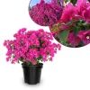 Set of 2 Dark Pink Bougainvillea Live Climbing Plants, 5-7 Inch Tall, Outdoor - Image 1