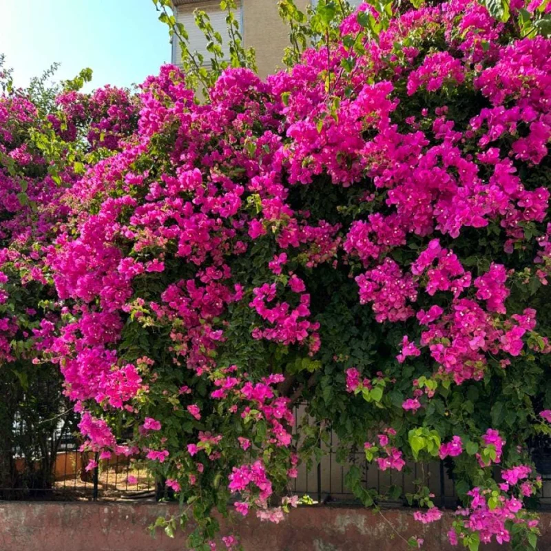 Set of 2 Dark Pink Bougainvillea Live Climbing Plants, 5-7 Inch Tall, Outdoor - Image 2