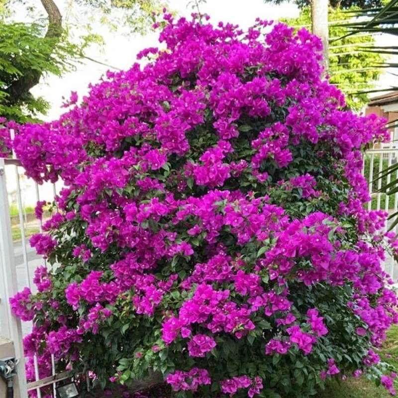 Set of 2 Dark Purple Bougainvillea Live Plant 5-7 Inch Tall for Outdoor Indoor - Image 2