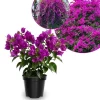 Set of 2 Dark Purple Bougainvillea Live Plant 5-7 Inch Tall for Outdoor Indoor - Image 1
