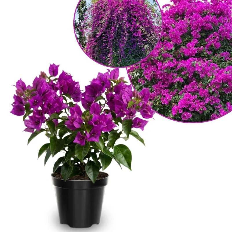 Set of 2 Dark Purple Bougainvillea Live Plant 5-7 Inch Tall for Outdoor Indoor - Image 1