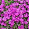 Set of 2 Delosperma Cooperi Live Plants - Hot Pink Ice Plant Succulent Groundcover, 2-6 Inch Tall - Image 1
