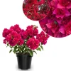 Set of 2 Double Red Bougainvillea Live Plant, 5-7 Inch Tall, Deep Red Climbing Vine for Outdoor Indoor - Image 1