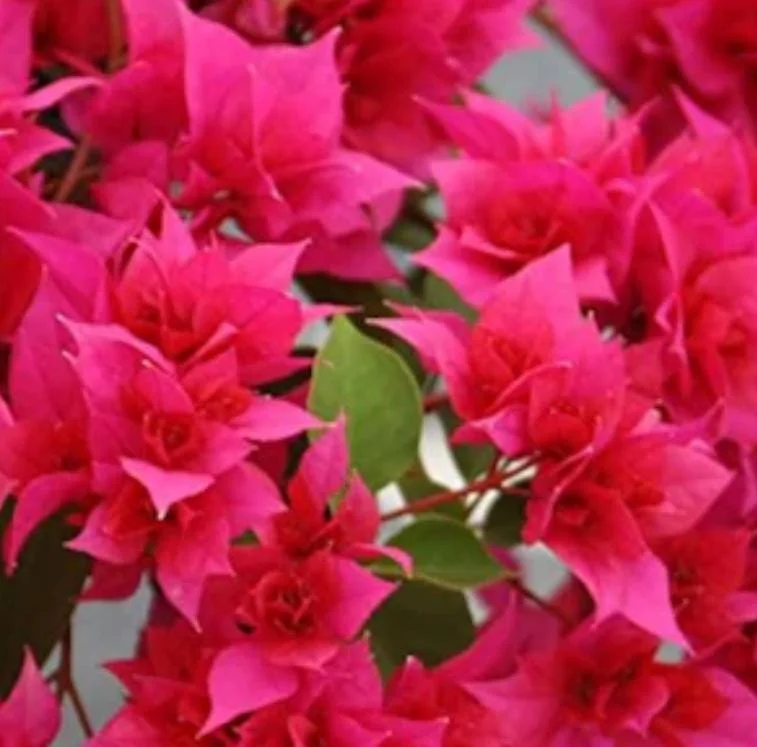 Set of 2 Double Red Bougainvillea Live Starter Plants 4-10" Tall - Vibrant Red Flower Vine Set of 2 Double Red Bougainvillea Live Starter Plants 4-10" Tall - Vibrant Red Flower Vine - Image 2