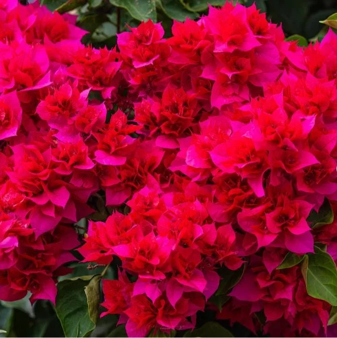 Set of 2 Double Red Bougainvillea Live Starter Plants 4-10" Tall - Vibrant Red Flower Vine Set of 2 Double Red Bougainvillea Live Starter Plants 4-10" Tall - Vibrant Red Flower Vine - Image 3