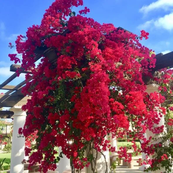 Set of 2 Double Red Bougainvillea Live Starter Plants 4-10" Tall - Vibrant Red Flower Vine Set of 2 Double Red Bougainvillea Live Starter Plants 4-10" Tall - Vibrant Red Flower Vine - Image 4