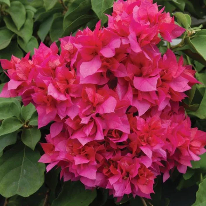 Set of 2 Double Red Bougainvillea Live Starter Plants 4-10" Tall - Vibrant Red Flower Vine Set of 2 Double Red Bougainvillea Live Starter Plants 4-10" Tall - Vibrant Red Flower Vine - Image 1