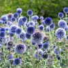 Set of 2 Echinops Blue Glow Live Plant Plugs - 3-6 Inch Tall Globe Thistle Perennial for Full Sun Outdoor Gardens Set of 2 Echinops Blue Glow Live Plant Plugs - 3-6 Inch Tall Globe Thistle Perennial for Full Sun Outdoor Gardens - Image 1