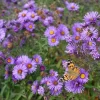 Set of 2 England Aster Lavender Live Plant Plugs, 2-6 Inch Tall, Outdoor Perennial - Image 1