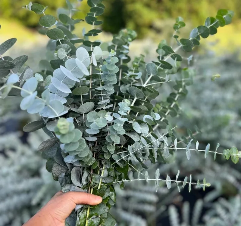 Set of 2 Eucalyptus Baby Blue Live Plant - 3-6 Inch Tall Plug - Fragrant Silver Blue Foliage for Cut Flowers Set of 2 Eucalyptus Baby Blue Live Plant - 3-6 Inch Tall Plug - Fragrant Silver Blue Foliage for Cut Flowers - Image 2
