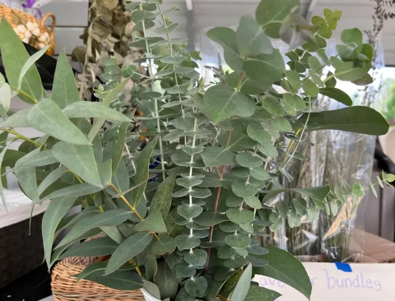 Set of 2 Eucalyptus Baby Blue Live Plant - 3-6 Inch Tall Plug - Fragrant Silver Blue Foliage for Cut Flowers Set of 2 Eucalyptus Baby Blue Live Plant - 3-6 Inch Tall Plug - Fragrant Silver Blue Foliage for Cut Flowers - Image 4