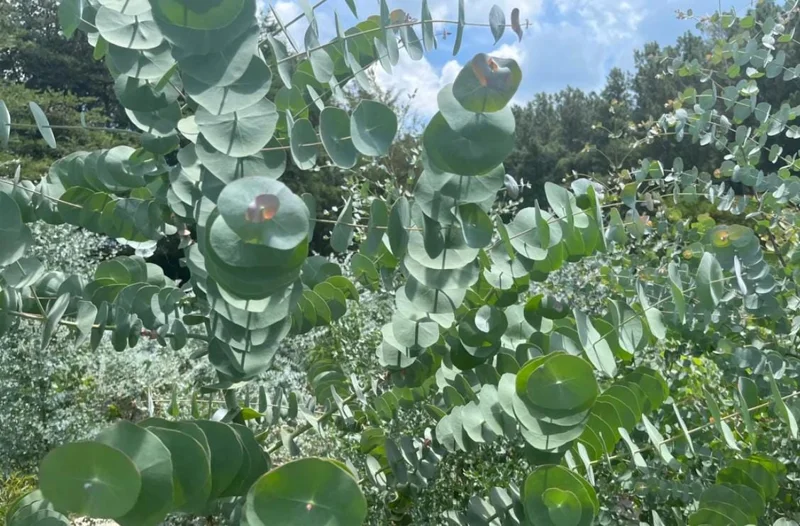 Set of 2 Eucalyptus Baby Blue Live Plant - 3-6 Inch Tall Plug - Fragrant Silver Blue Foliage for Cut Flowers Set of 2 Eucalyptus Baby Blue Live Plant - 3-6 Inch Tall Plug - Fragrant Silver Blue Foliage for Cut Flowers - Image 1