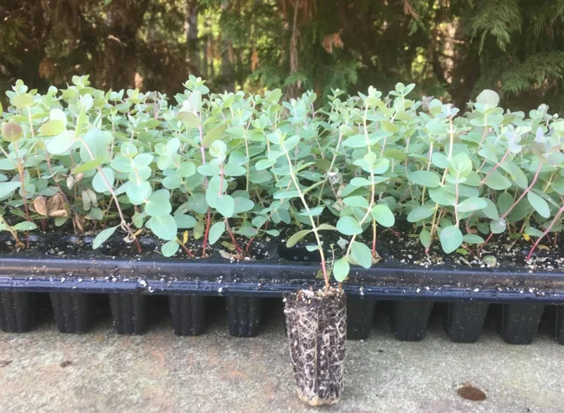 Set of 2 Eucalyptus Baby Blue Live Plant - 3-6 Inch Tall Plug - Fragrant Silver Blue Foliage for Cut Flowers Set of 2 Eucalyptus Baby Blue Live Plant - 3-6 Inch Tall Plug - Fragrant Silver Blue Foliage for Cut Flowers - Image 5