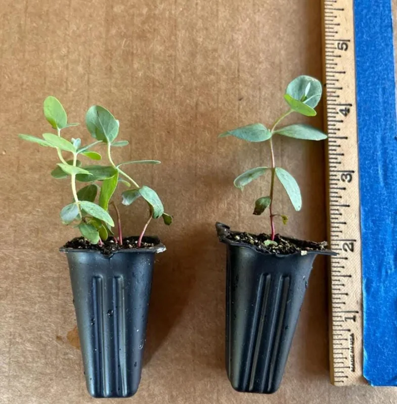 Set of 2 Eucalyptus Baby Blue Live Plant - 3-6 Inch Tall Plug - Fragrant Silver Blue Foliage for Cut Flowers Set of 2 Eucalyptus Baby Blue Live Plant - 3-6 Inch Tall Plug - Fragrant Silver Blue Foliage for Cut Flowers - Image 7