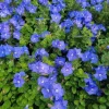 Set of 2 Evolvulus Blue Daze Live Plants 3-6" Tall – Drought-Tolerant Groundcover Set of 2 Evolvulus Blue Daze Live Plants 3-6" Tall – Drought-Tolerant Groundcover - Image 1