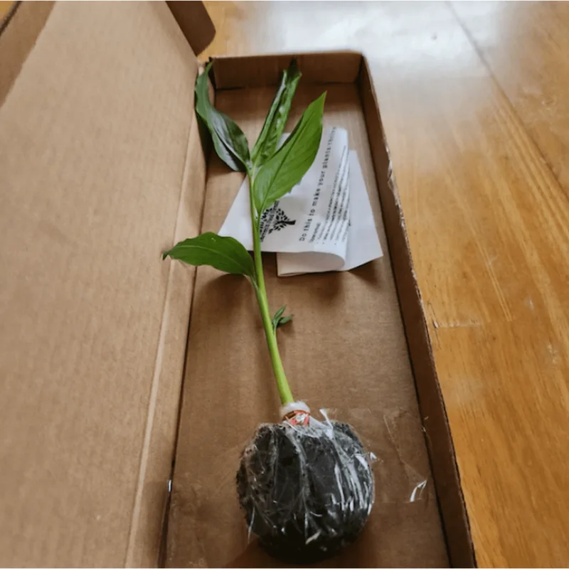 Set of 2 Finger Root Live Plants, Krachai Ginger Plant, 4-8 Inch Tall Set of 2 Finger Root Live Plants, Krachai Ginger Plant, 4-8 Inch Tall - Image 2