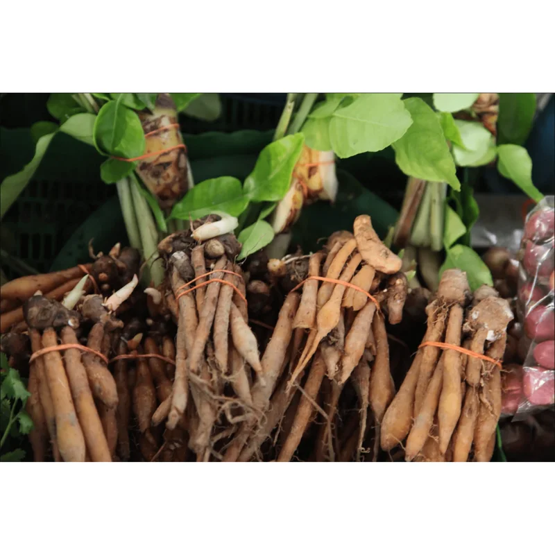 Set of 2 Finger Root Live Plants, Krachai Ginger Plant, 4-8 Inch Tall Set of 2 Finger Root Live Plants, Krachai Ginger Plant, 4-8 Inch Tall - Image 3
