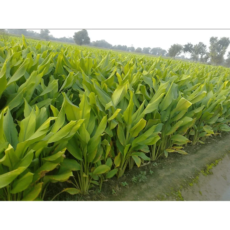 Set of 2 Finger Root Live Plants, Krachai Ginger Plant, 4-8 Inch Tall Set of 2 Finger Root Live Plants, Krachai Ginger Plant, 4-8 Inch Tall - Image 4