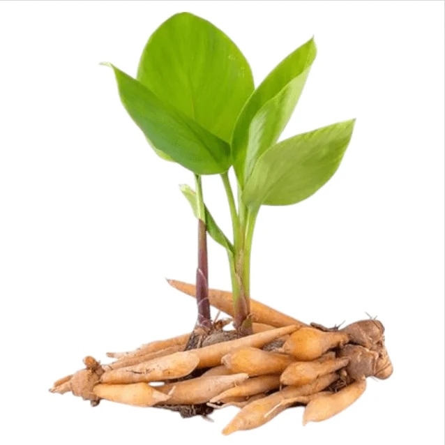 Set of 2 Finger Root Live Plants, Krachai Ginger Plant, 4-8 Inch Tall Set of 2 Finger Root Live Plants, Krachai Ginger Plant, 4-8 Inch Tall - Image 5