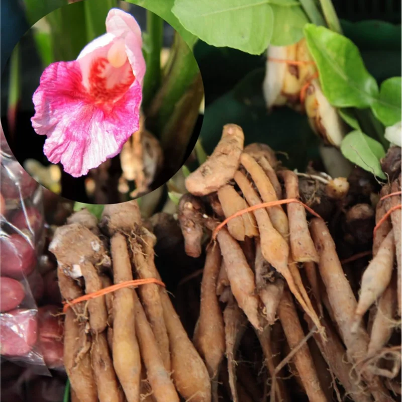 Set of 2 Finger Root Live Plants, Krachai Ginger Plant, 4-8 Inch Tall Set of 2 Finger Root Live Plants, Krachai Ginger Plant, 4-8 Inch Tall - Image 6