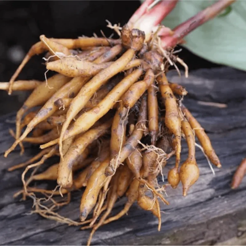 Set of 2 Finger Root Live Plants, Krachai Ginger Plant, 4-8 Inch Tall Set of 2 Finger Root Live Plants, Krachai Ginger Plant, 4-8 Inch Tall - Image 7