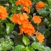 Set of 2 Florida Sunset Crossandra Live Plants - 5-9" Tall - Orange Firecracker Flower for Containers - Image 1