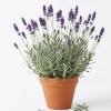 Set of 2 French Hybrid Lavender Plants Live - 4-6 Inch Tall Outdoor Garden Set of 2 French Hybrid Lavender Plants Live - 4-6 Inch Tall Outdoor Garden - Image 1