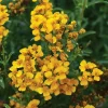 Set of 2 French Tarragon Live Starter Plants, 2-6 Inch Tall, Perennial Herb for Garden - Image 1