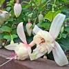 Set of 2 Fuchsia Annabelle White Live Plug Plant - 2-5 Inch Tall - Double White Flower for Hanging Baskets Set of 2 Fuchsia Annabelle White Live Plug Plant - 2-5 Inch Tall - Double White Flower for Hanging Baskets - Image 1