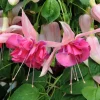 Set of 2 Fuchsia Bella Rosella Live Plug Plant - 2-5 Inch Tall - Pink Double Flowers for Hanging Baskets Set of 2 Fuchsia Bella Rosella Live Plug Plant - 2-5 Inch Tall - Pink Double Flowers for Hanging Baskets - Image 1