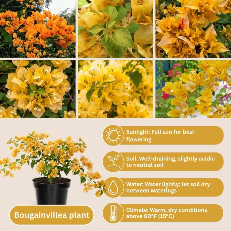Set of 2 Gold Bougainvillea Live Plants 5-7 Inch Tall – Outdoor Climbing Vine - Image 2