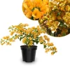 Set of 2 Gold Bougainvillea Live Plants 5-7 Inch Tall – Outdoor Climbing Vine - Image 1