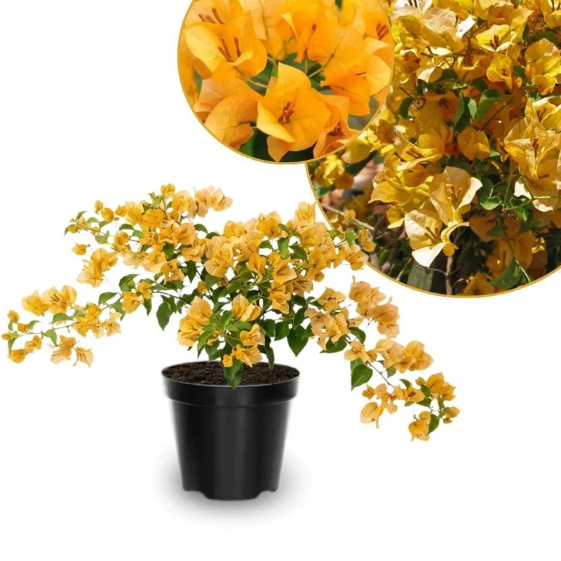 Set of 2 Gold Bougainvillea Live Plants 5-7 Inch Tall – Outdoor Climbing Vine - Image 1