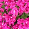 Set of 2 Helen Bougainvillea Live Plants - 4-10" Tall Flowering Vine for Outdoors Set of 2 Helen Bougainvillea Live Plants - 4-10" Tall Flowering Vine for Outdoors - Image 1