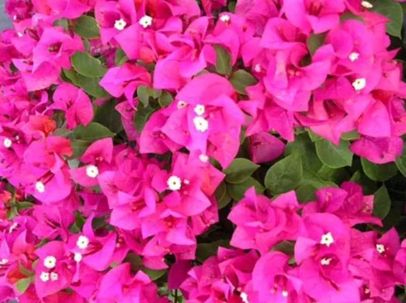Set of 2 Helen Bougainvillea Live Plants - 4-10" Tall Flowering Vine for Outdoors Set of 2 Helen Bougainvillea Live Plants - 4-10" Tall Flowering Vine for Outdoors - Image 1