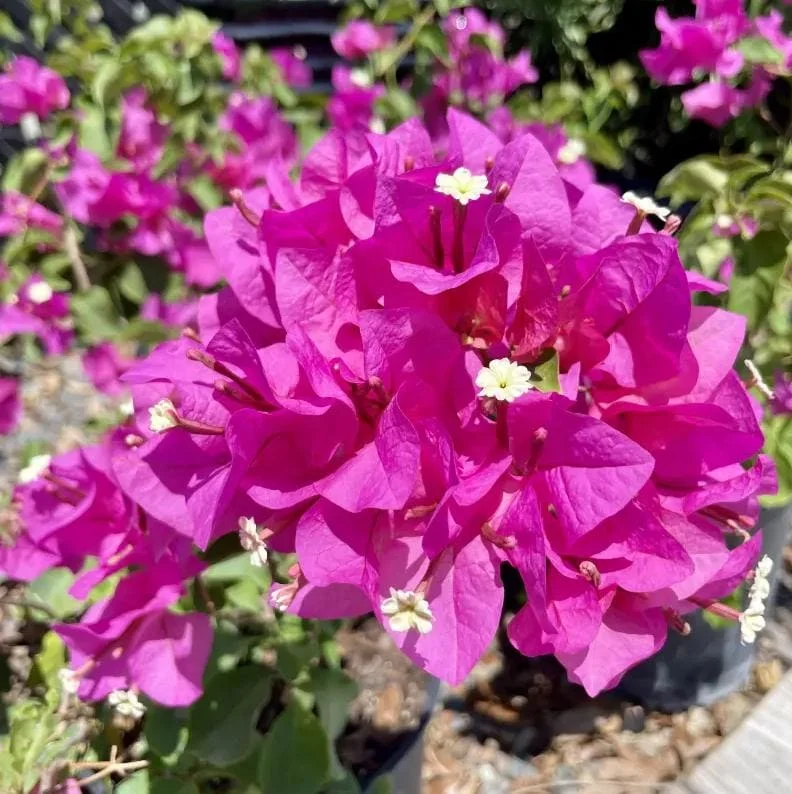 Set of 2 Helen Bougainvillea Live Plants - 4-10" Tall Flowering Vine for Outdoors Set of 2 Helen Bougainvillea Live Plants - 4-10" Tall Flowering Vine for Outdoors - Image 2