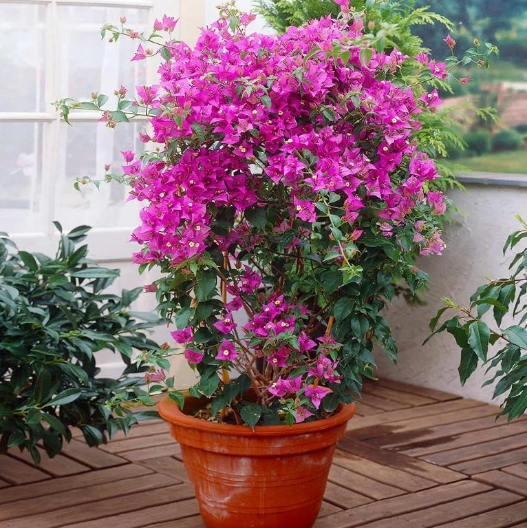 Set of 2 Helen Bougainvillea Live Plants - 4-10" Tall Flowering Vine for Outdoors Set of 2 Helen Bougainvillea Live Plants - 4-10" Tall Flowering Vine for Outdoors - Image 3