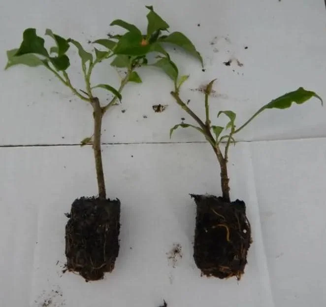 Set of 2 Helen Bougainvillea Live Plants - 4-10" Tall Flowering Vine for Outdoors Set of 2 Helen Bougainvillea Live Plants - 4-10" Tall Flowering Vine for Outdoors - Image 4