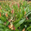 Set of 2 Heliconia Lady Di Psittacorum Rhizomes - Colorful Tropical Plant - Image 1