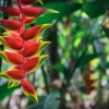 Set of 2 Heliconia Rostrata Rhizomes - Red Lobster Claw Live Plant - Image 1