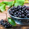 Set of 2 Huckleberry Live Plants, Sweet Black Bushes, 4-7 Inch Tall, 3 Inch Pot, Outdoor Set of 2 Huckleberry Live Plants, Sweet Black Bushes, 4-7 Inch Tall, 3 Inch Pot, Outdoor - Image 1