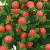 Set of 2 Hypericum Globo Coral Live Plug Plant - 2-5 Inch Tall - Vibrant Coral Flowering Plant for Garden Beds, Borders & Containers Set of 2 Hypericum Globo Coral Live Plug Plant - 2-5 Inch Tall - Vibrant Coral Flowering Plant for Garden Beds, Borders & Containers - Image 1
